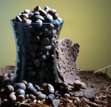 寿宁生态硒锌产品价格(锌硒生物素片)-硒宝网