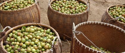 寿宁生态硒锌产品价格(锌硒生物素片)-硒宝网