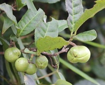 寿宁生态硒锌产品价格(锌硒生物素片)-硒宝网