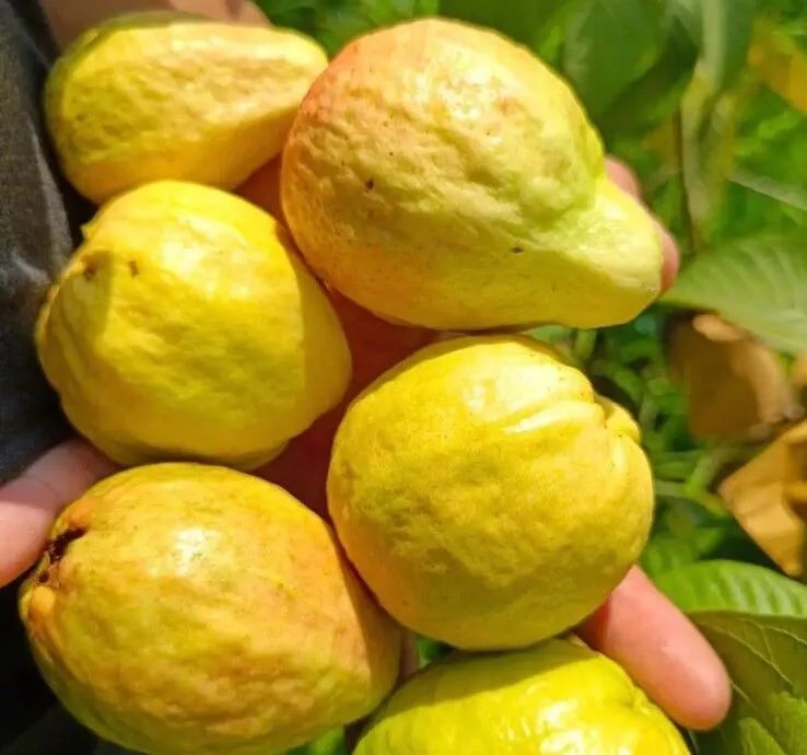 哪些农产品富含硒元素(农作物含硒)-硒宝网