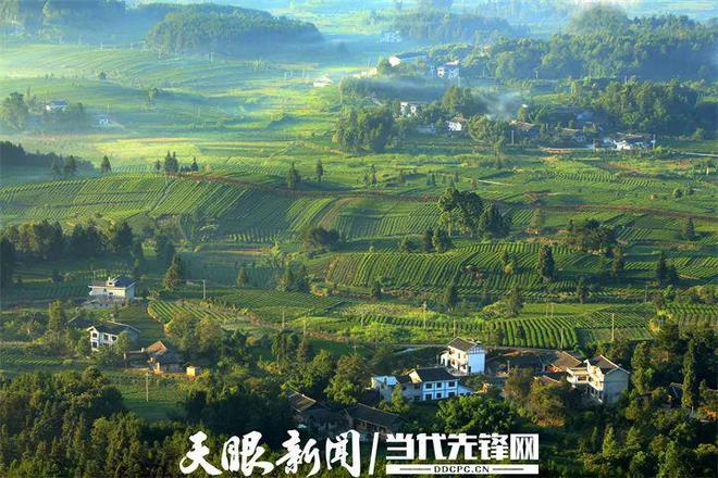 凤冈锌硒茶产品标准号（凤冈锌硒茶120g特级）-硒宝网