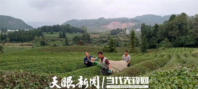 凤冈锌硒茶产品标准号（凤冈锌硒茶120g特级）-硒宝网