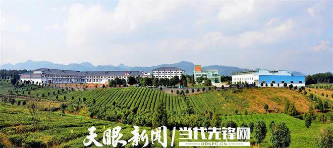 凤冈锌硒茶产品标准号（凤冈锌硒茶120g特级）-硒宝网