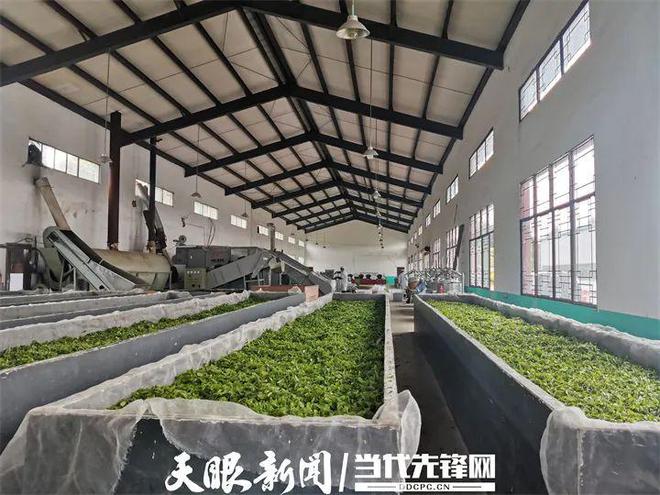 凤冈锌硒茶产品标准号（凤冈锌硒茶120g特级）-硒宝网