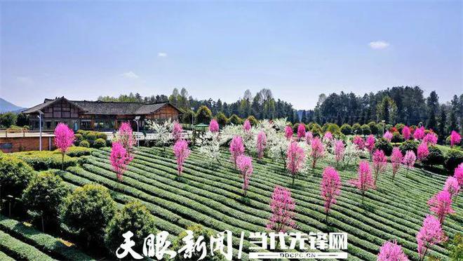 凤冈锌硒茶产品标准号（凤冈锌硒茶120g特级）-硒宝网