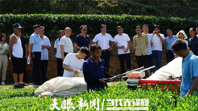 凤冈锌硒茶产品标准号（凤冈锌硒茶120g特级）-硒宝网