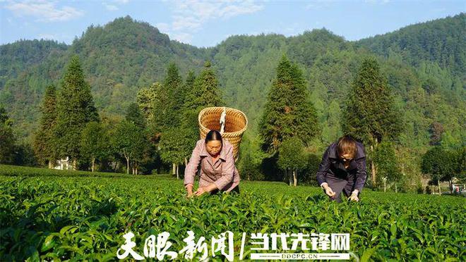 凤冈锌硒茶产品标准号（凤冈锌硒茶120g特级）-硒宝网