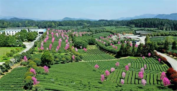 凤冈锌硒茶的产品介绍(凤冈锌硒茶120g特级)-硒宝网