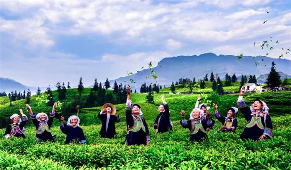 凤冈锌硒茶的产品介绍(凤冈锌硒茶120g特级)-硒宝网