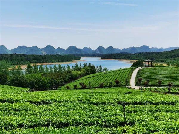 凤冈锌硒茶的产品介绍(凤冈锌硒茶120g特级)-硒宝网