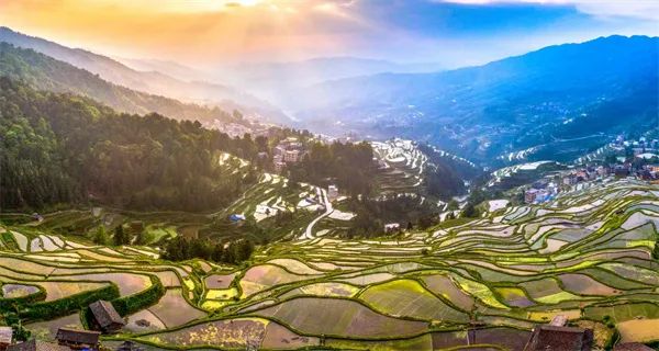 凤冈锌硒茶的产品介绍(凤冈锌硒茶120g特级)-硒宝网