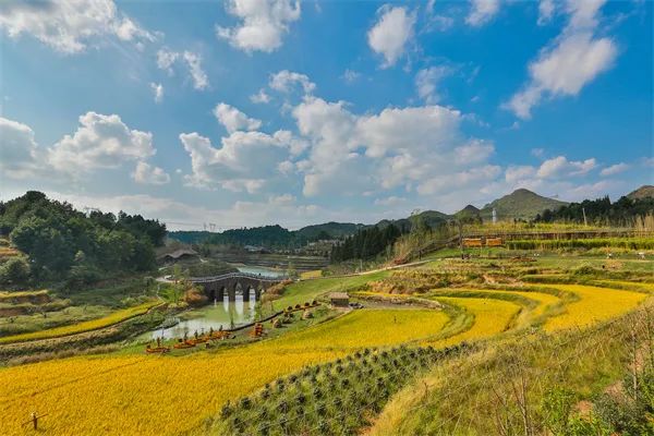 凤冈锌硒茶的产品介绍(凤冈锌硒茶120g特级)-硒宝网