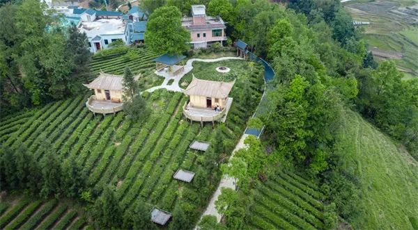 凤冈锌硒茶的产品介绍(凤冈锌硒茶120g特级)-硒宝网