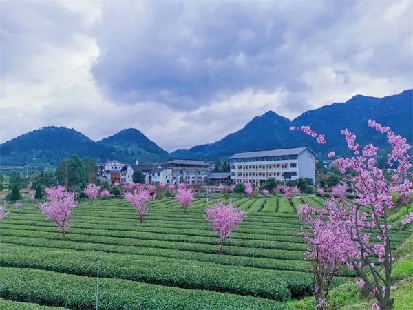 凤冈锌硒茶的产品介绍(凤冈锌硒茶120g特级)-硒宝网