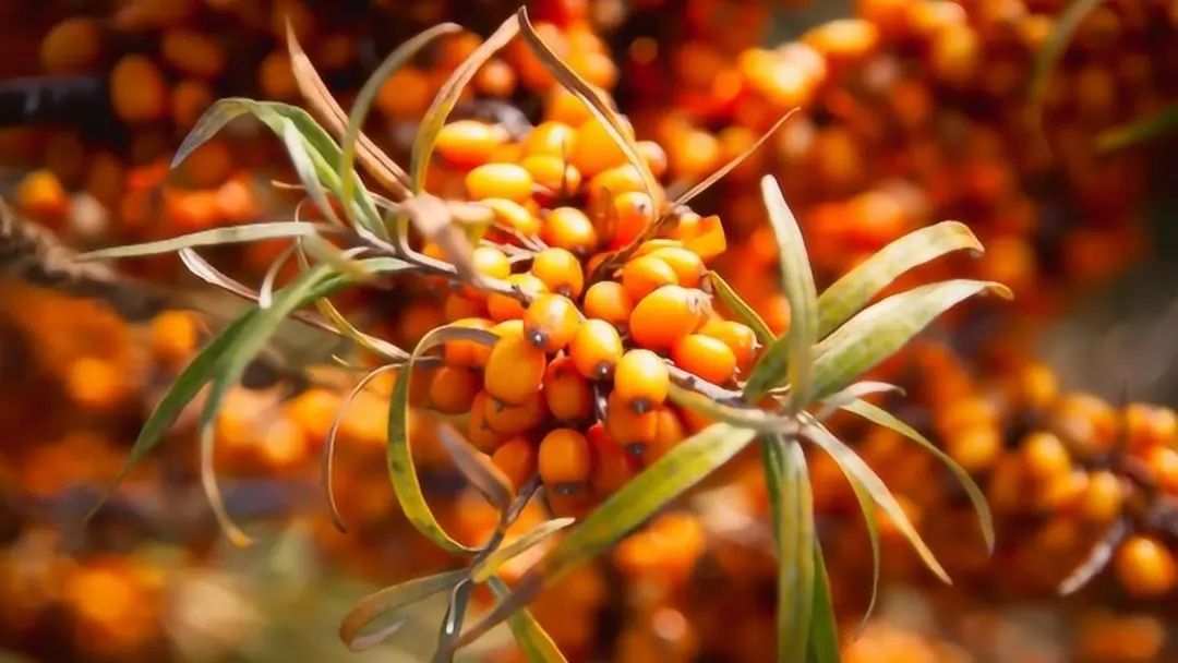 硒产品对痔疮有作用吗（硒元素能治痔疮吗）-硒宝网