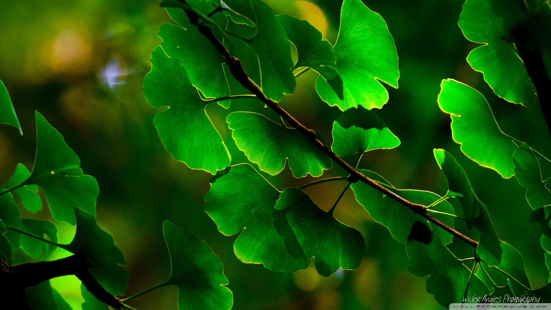 春溟虫草硒牡蛎钙产品(春溟虫草硒牡蛎钙怎么喝)-硒宝网