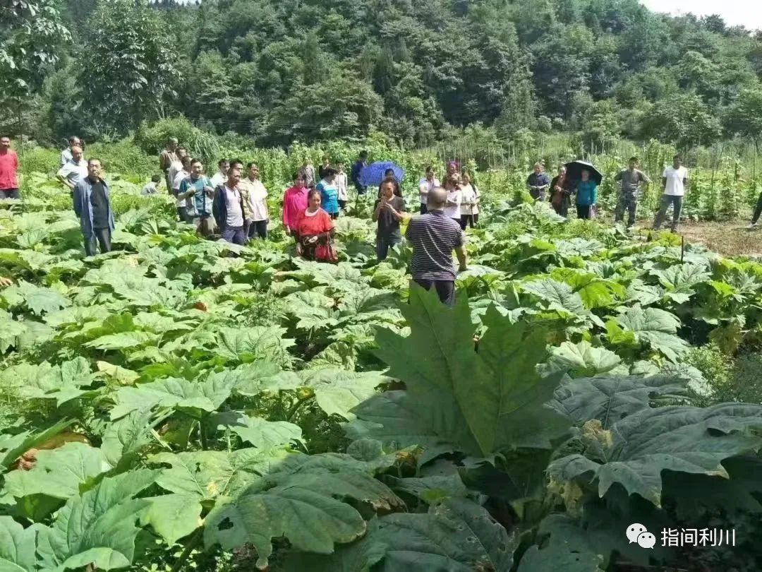 利川汪营硒产品加工园(利川市汪营镇总体规划)-硒宝网