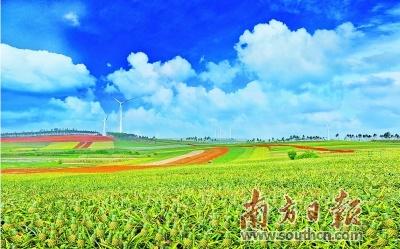 徐闻丰硒良姜公司产品(徐闻县良姜产业园)-硒宝网