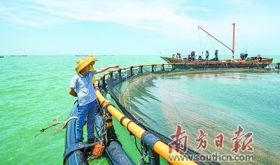 徐闻丰硒良姜公司产品(徐闻县良姜产业园)-硒宝网