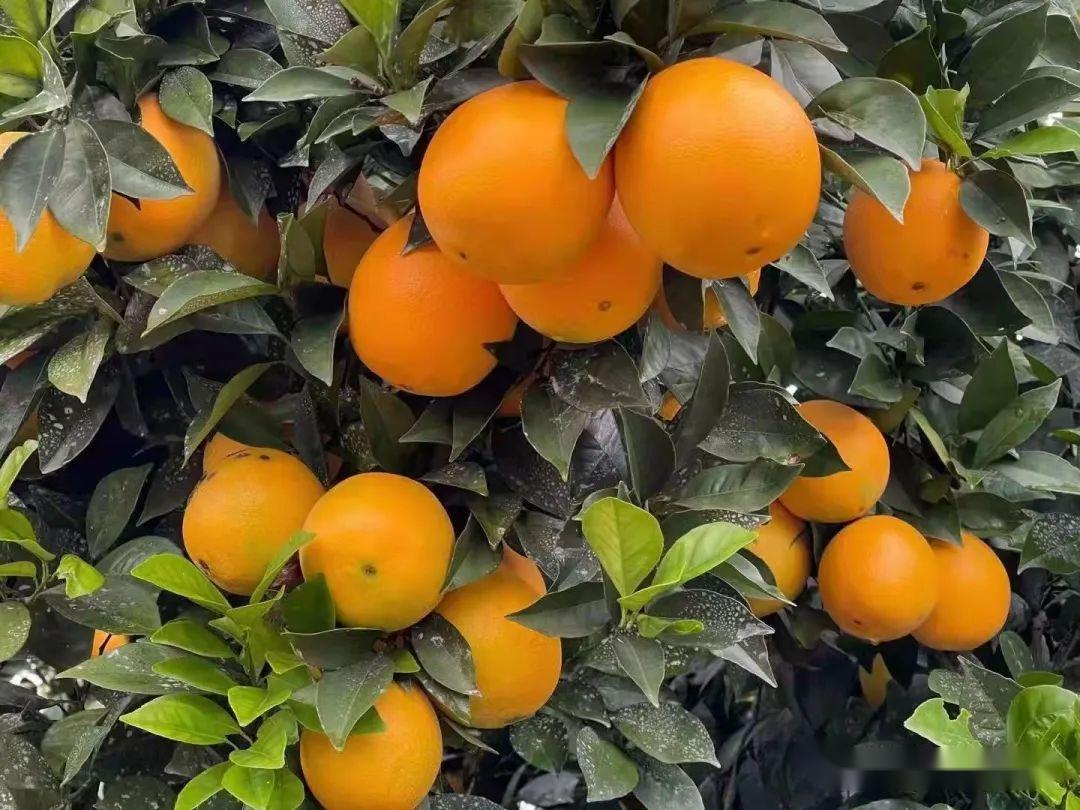 问题硒一共有几代产品（硒的有奖问答）-硒宝网