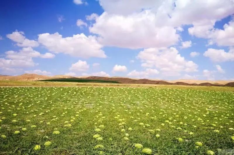 硒砂瓜主要卖什么产品（硒砂瓜行情）-硒宝网