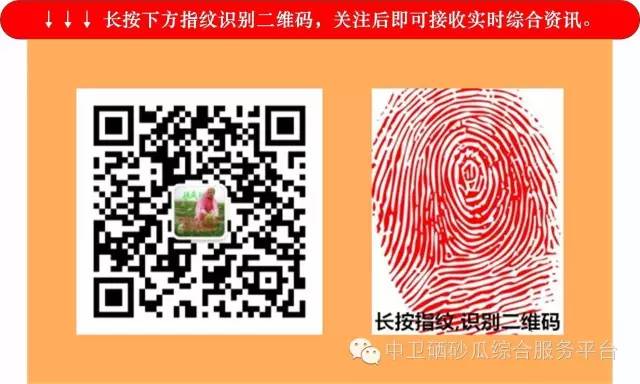 硒砂瓜主要卖什么产品（硒砂瓜行情）-硒宝网