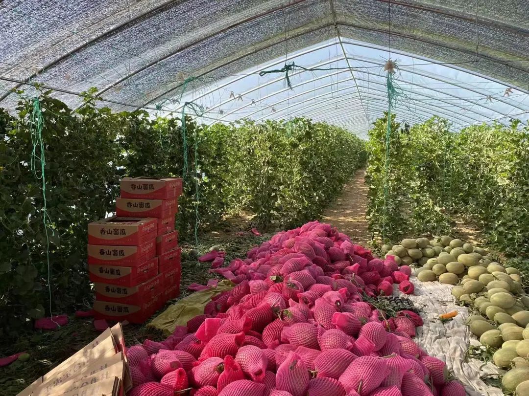 硒砂瓜主要卖什么产品（硒砂瓜行情）-硒宝网