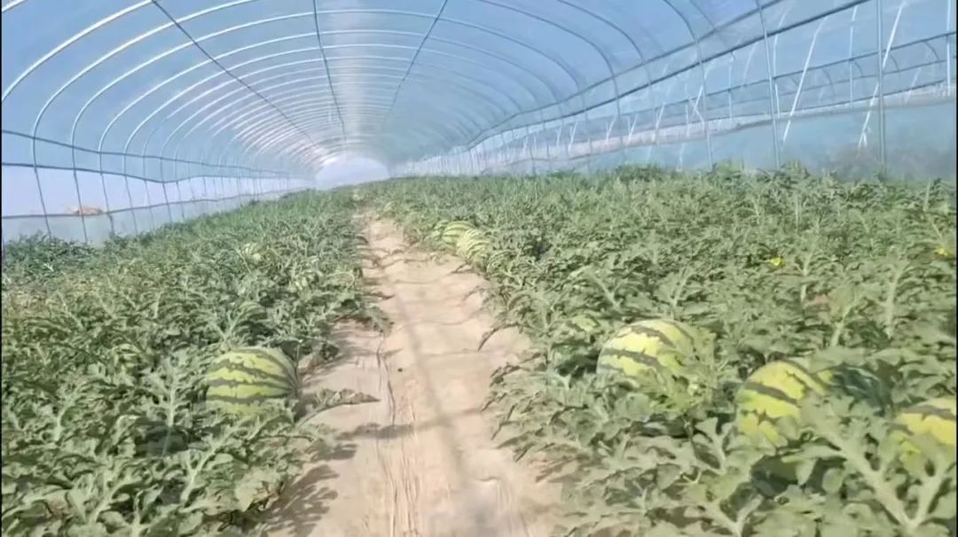 硒砂瓜主要卖什么产品（硒砂瓜行情）-硒宝网