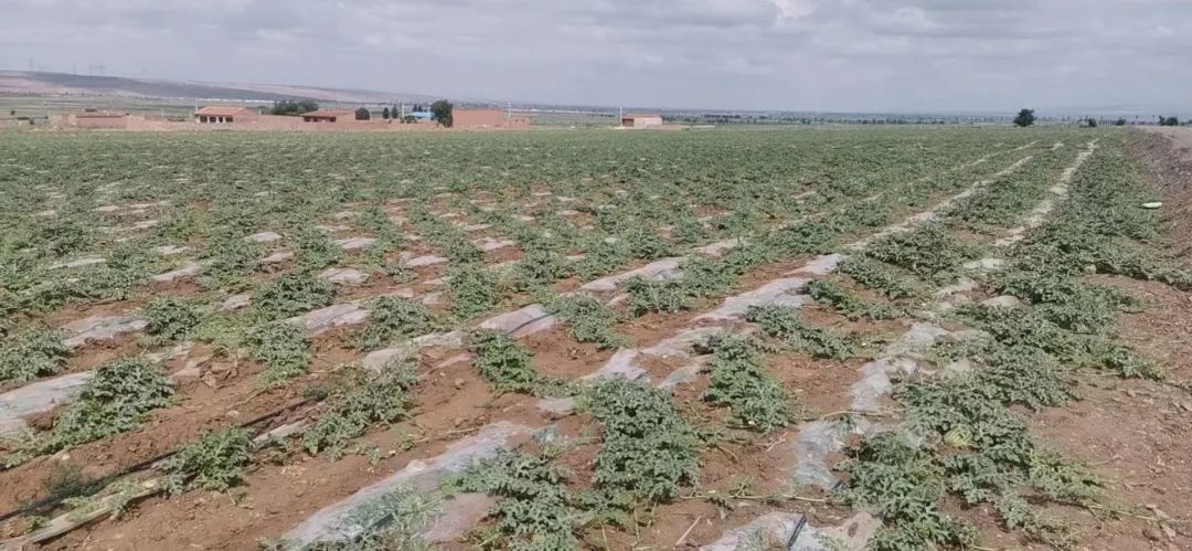 硒砂瓜主要卖什么产品（硒砂瓜行情）-硒宝网