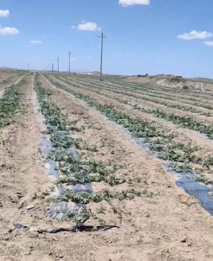 硒砂瓜主要卖什么产品（硒砂瓜行情）-硒宝网