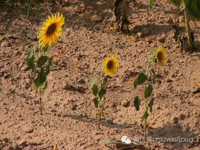 硒砂瓜主要卖什么产品(硒砂瓜批发)-硒宝网