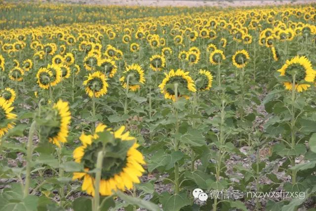 硒砂瓜主要卖什么产品(硒砂瓜批发)-硒宝网