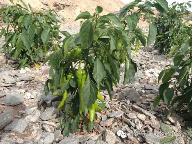 硒砂瓜主要卖什么产品(硒砂瓜批发)-硒宝网