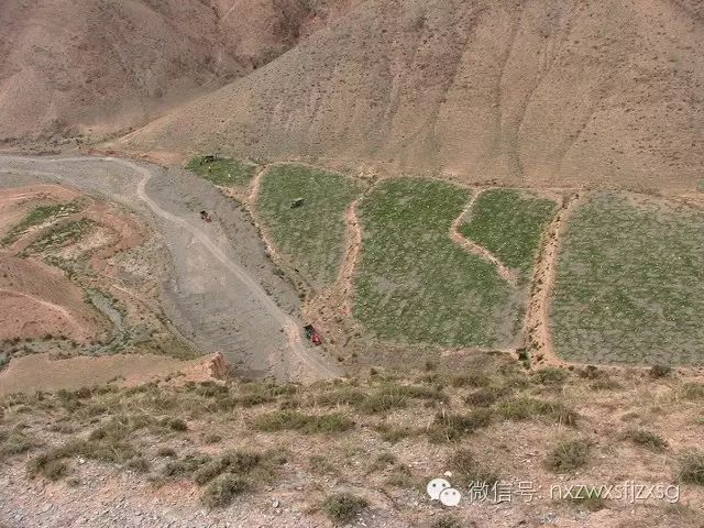 硒砂瓜主要卖什么产品(硒砂瓜批发)-硒宝网