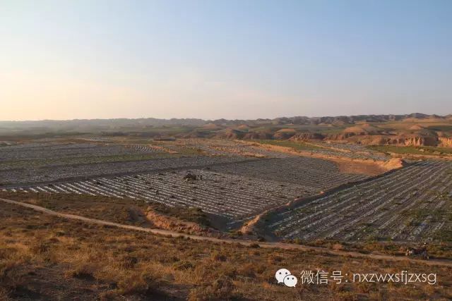 硒砂瓜主要卖什么产品(硒砂瓜批发)-硒宝网