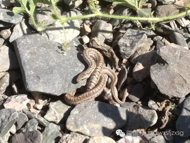 硒砂瓜主要卖什么产品(硒砂瓜批发)-硒宝网