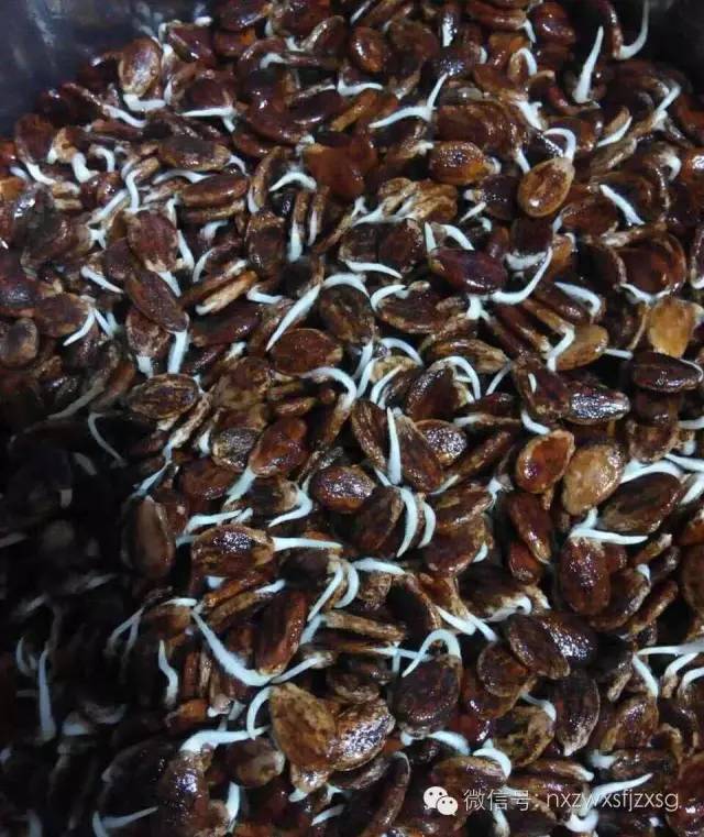 硒砂瓜主要卖什么产品(硒砂瓜批发)-硒宝网