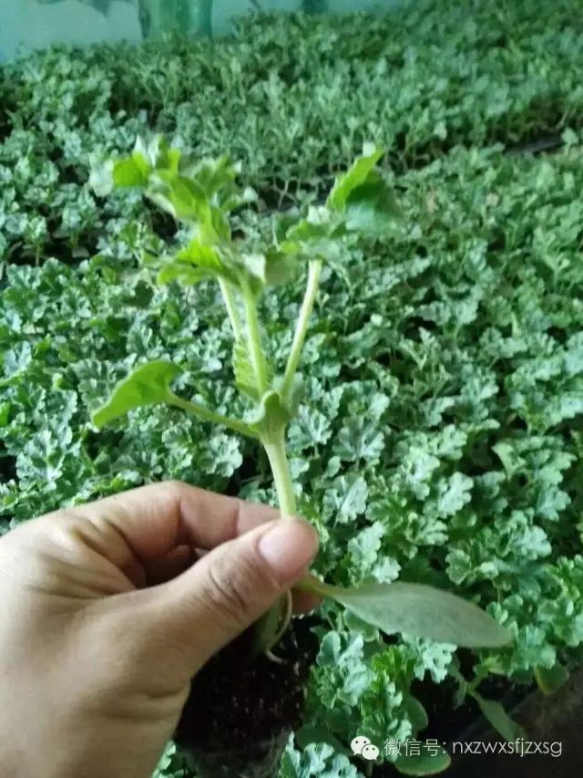 硒砂瓜主要卖什么产品(硒砂瓜批发)-硒宝网