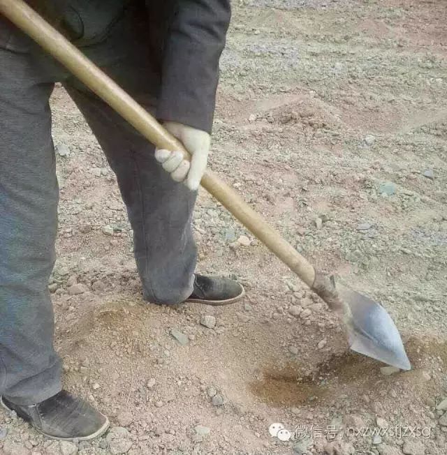 硒砂瓜主要卖什么产品(硒砂瓜批发)-硒宝网