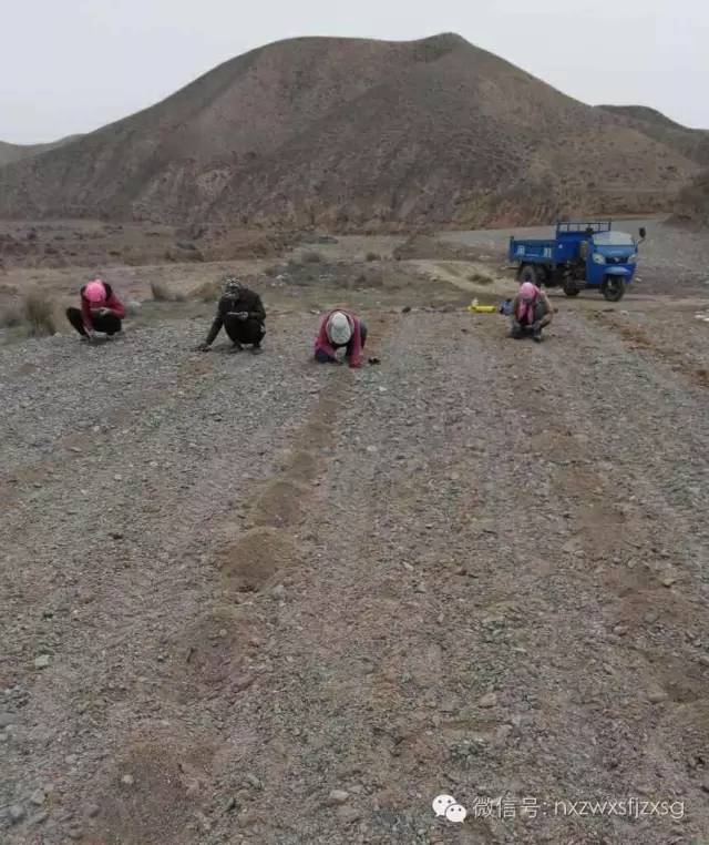 硒砂瓜主要卖什么产品(硒砂瓜批发)-硒宝网