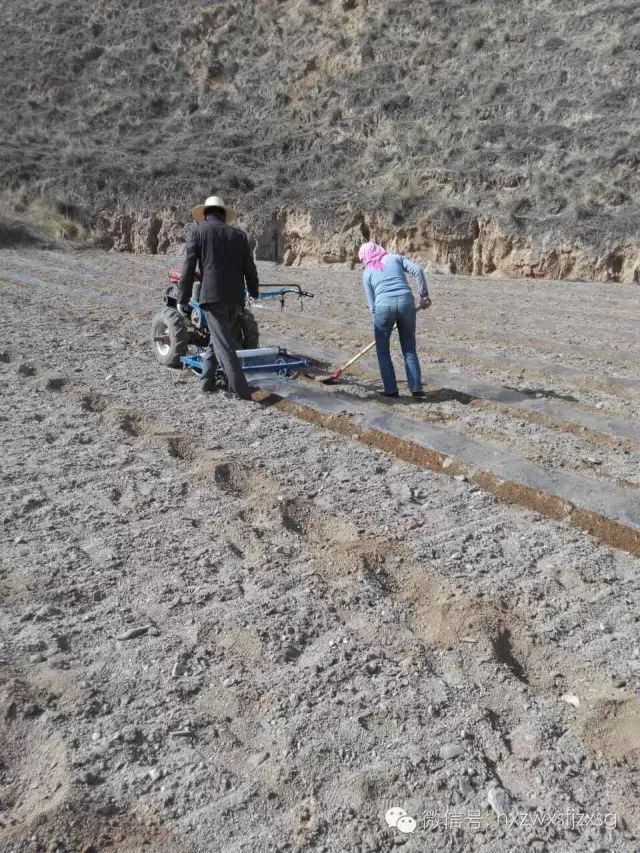 硒砂瓜主要卖什么产品(硒砂瓜批发)-硒宝网