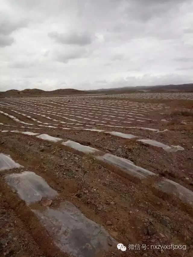 硒砂瓜主要卖什么产品(硒砂瓜批发)-硒宝网