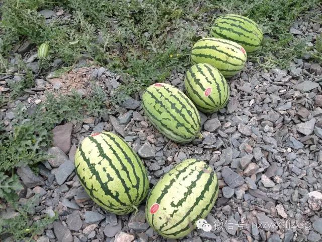 硒砂瓜主要卖什么产品(硒砂瓜批发)-硒宝网