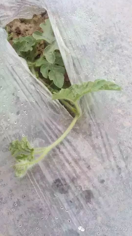 硒砂瓜主要卖什么产品(硒砂瓜批发)-硒宝网