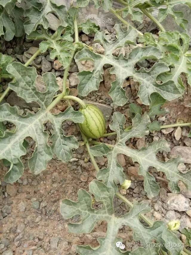 硒砂瓜主要卖什么产品(硒砂瓜批发)-硒宝网