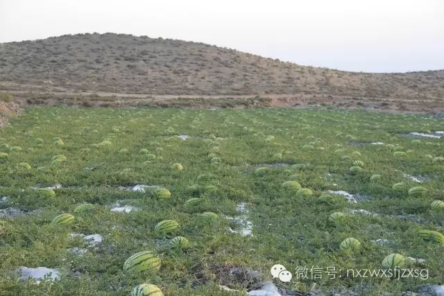 硒砂瓜主要卖什么产品(硒砂瓜批发)-硒宝网