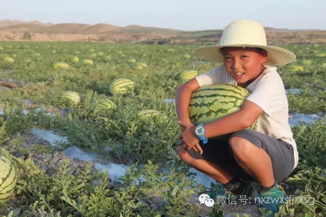 硒砂瓜主要卖什么产品(硒砂瓜批发)-硒宝网
