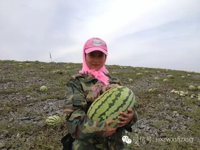 硒砂瓜主要卖什么产品(硒砂瓜批发)-硒宝网