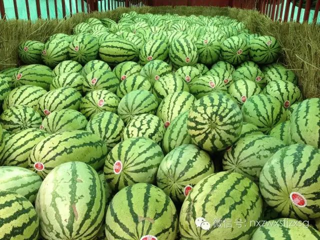 硒砂瓜主要卖什么产品(硒砂瓜批发)-硒宝网