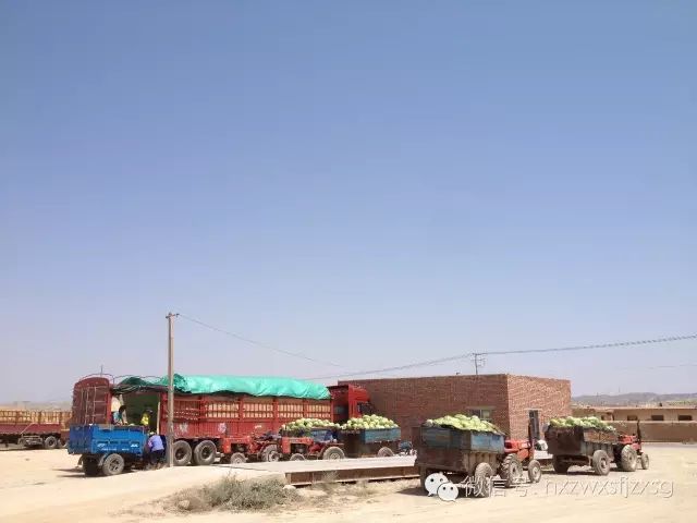 硒砂瓜主要卖什么产品(硒砂瓜批发)-硒宝网